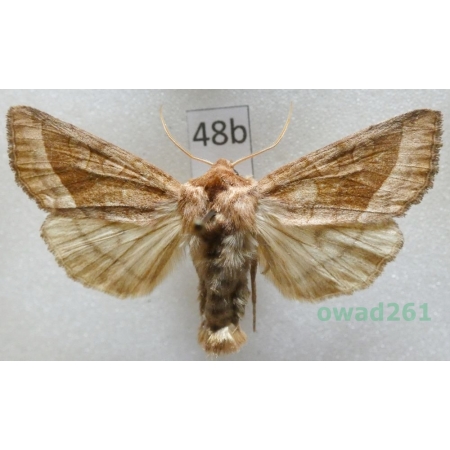 Hydraecia micacea (Esper, 1789) Czech48b